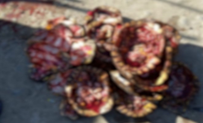 Recuperadas más de 1300 tortugas y 200 iguanas en Bolívar que serían comerciadas en la “Semana Mayor”