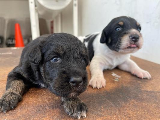 Un grito de silencio que pide auxilio 