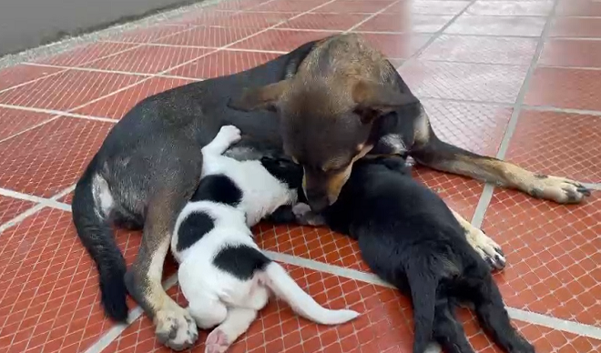 Un grito de silencio que pide auxilio 