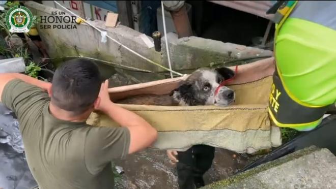 Un rescate al mejor amigo del hombre.