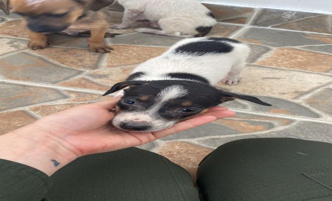 UN AMOR INCONDICIONAL