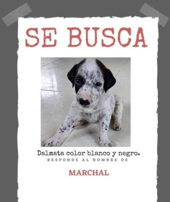 Volante se busca Marchal