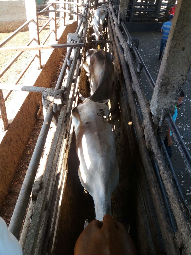 Contrabando de ganado venezolano no tiene cabida en la capital del Meta