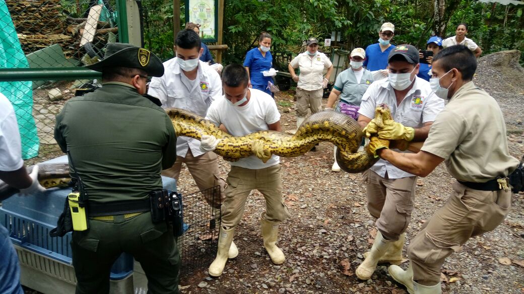 Rescatamos Anaconda de 5 metros de longitud
