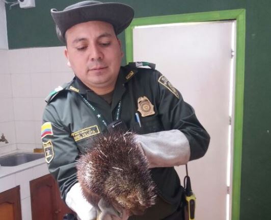 Recuperados animales de diferentes especies en Pasto