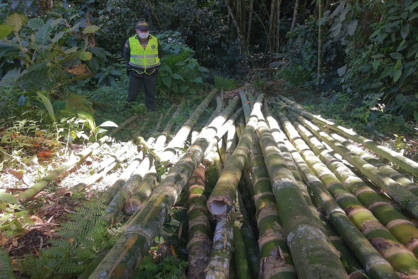 Incautación de 2.5 metros cúbicos de madera 