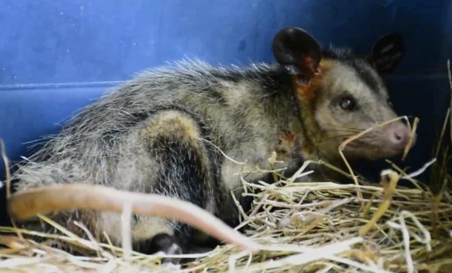 Zarigüeya rescatada 