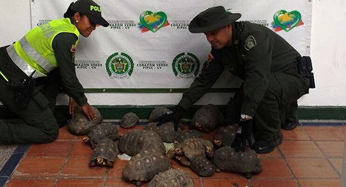 030615-rescate-tortugas-campana-antioquia