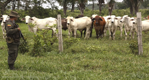 recuperacion-ganado-meta-policia