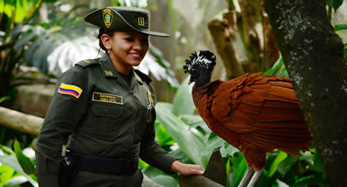fauna-medellin