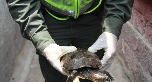 081114-TORUGAS-ESPECIES-EXTINCION-CORDOBA