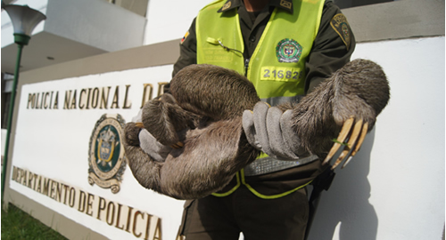 amazonas oso peresozo