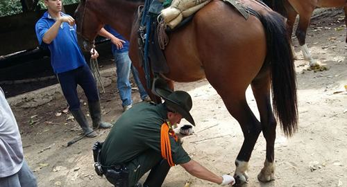 SANTA MARTA-YOPROTEJOLOSANIMALES-CAMPAÑA-PARQUE-TAYRONA