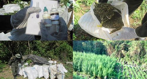 POLICIA NACIONAL-golpe al narcotrafico-cultivos