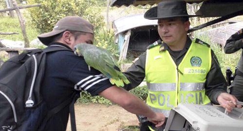 290415-recuperacion-aves-antioquia-animales