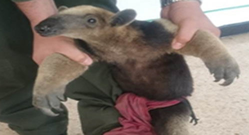 OSO HORMIGERO 21-01-2015