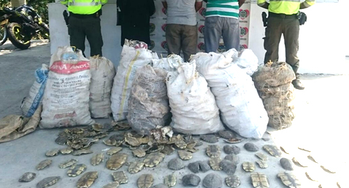 caparazones-tortugas-venta-trafico-especies-policia-ccapturados