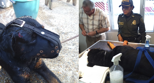 110815-maltrato-animal-leticia-rescate