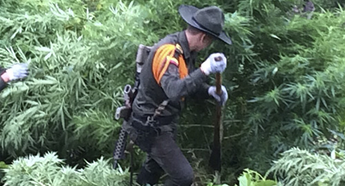 140515-hallar-cultivo-ilicito-huila