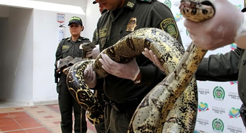 devolvimos-boa-a-habitat-natural