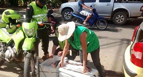 130415-incautacion-pescado-antioquia