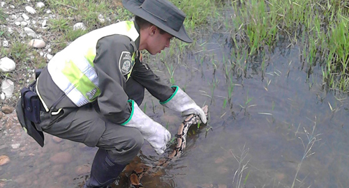 171115-rescate-animales-salvages-evitar-maltrato-villavicencio